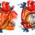 De ce, după masă, crește frecvența cardiacă