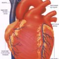 De ce, după masă, crește frecvența cardiacă