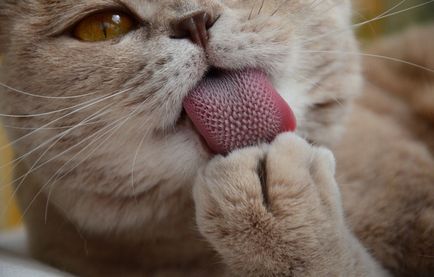 De ce pisicile au limbaj dur?