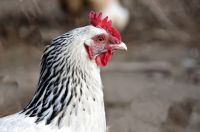 Miért csirkék dobja toll és csirke, mint egy élvezet alopecia