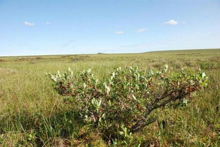 Talaj leírás és a tundra jellemző (jellemző) Talaj tundra leírását és jellemzését