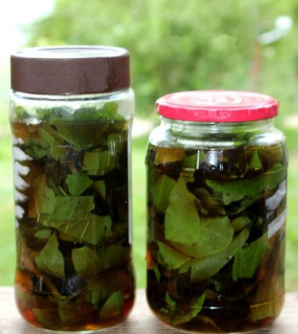 Útifű köhögés gyermekek terápiás tulajdonságainak és alkalmazási módszereket, köhögés (tartozó anyagok összetétele) Útifű köhögés gyermekek gyógyító tulajdonságokkal és módszerekkel, köhögés