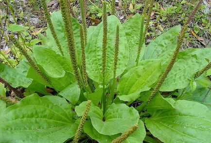 Plantain de la tuse la copii proprietăți medicale și moduri de utilizare, tuse