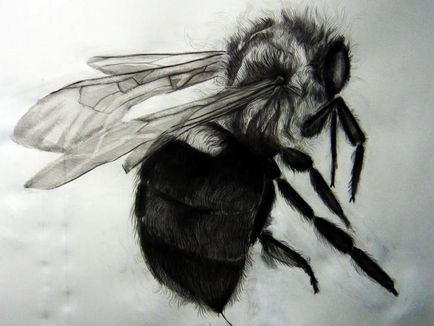 O descriere detaliată a modului de desenare a unei albine
