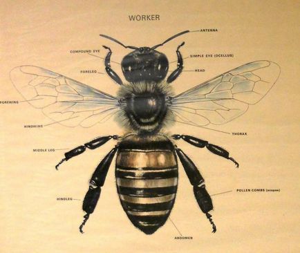 O descriere detaliată a modului de desenare a unei albine