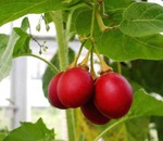 Azonnali paradicsompüré recept (recept prompt paradicsompüré) Azonnali recept paradicsompüré