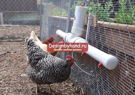 Un bol de băut pentru găină proprii idei și fotografii detaliate