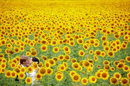 Câmp cu floarea-soarelui - un loc excelent pentru o fotografie de nunta