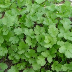 Proprietăți utile ale cilantrului și contraindicații în ceea ce privește beneficiul și răul de cilantru
