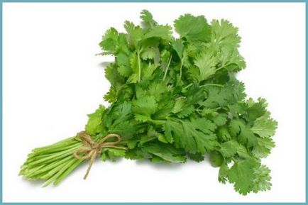 Proprietăți utile ale cilantrului și contraindicații în ceea ce privește beneficiul și răul de cilantru