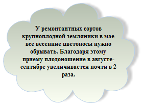 Полив, обрізка, харчування суниці