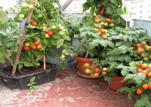 Tomate balcon miracol cum să crească, comentarii, caracteristicile și descrierea soiului