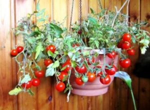 Tomate balcon miracol cum să crească, comentarii, caracteristicile și descrierea soiului