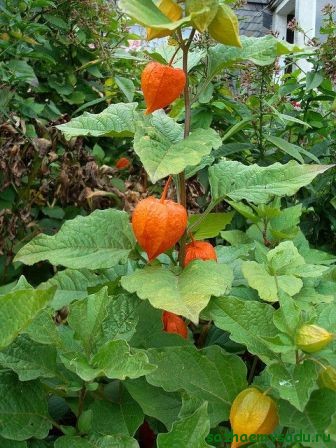 Tomat într-o cutie de Physalis, un alfabet de grădinar