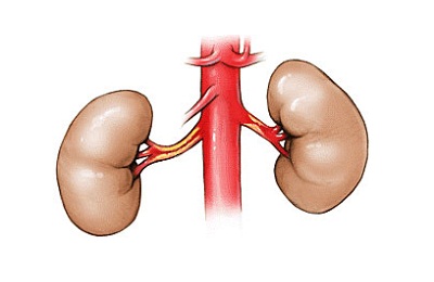 Boala cardiacă în boala rinichilor afectează modul în care și-ar putea face rău