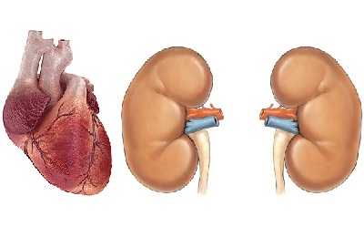 Boala cardiacă în boala rinichilor afectează modul în care și-ar putea face rău