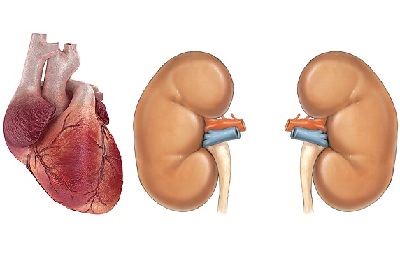 Сърдечни заболявания при заболявания на бъбреците като ефект и дали болните