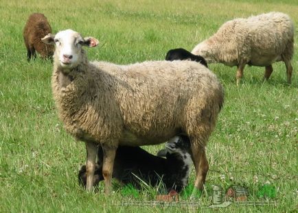 Rase și reproducere de oi în Belarus la domiciliu descriere cu fotografie și video