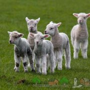 Rase și reproducere de oi în Belarus la domiciliu descriere cu fotografie și video