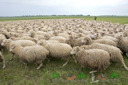 Породи і розведення овець в білорусі в домашніх умовах опис з фото і відео