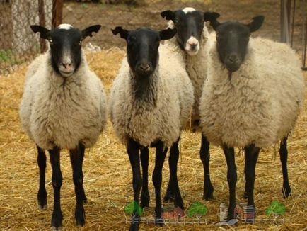 Породи і розведення овець в білорусі в домашніх умовах опис з фото і відео
