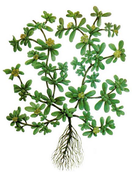 Porcsin, leírása és gyógyászati tulajdonságai Portulaca, használják a népi gyógyászatban és a kezelés (broth) Porcsin, leírás és gyógyászati tulajdonságai porcsin, használják a népi gyógyászatban és a kezelés