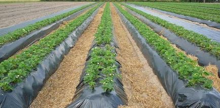 Plantarea cartofilor, deoarece este ușor și rapid să plantați cartofi, cel mai bun mod de a planta