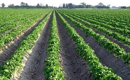 Plantarea cartofilor, deoarece este ușor și rapid să plantați cartofi, cel mai bun mod de a planta