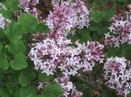 Plantarea de liliac, grija pentru liliac, reproducere