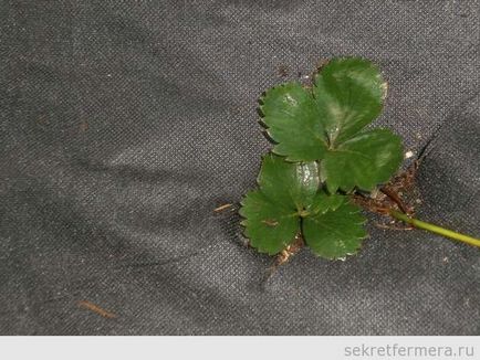 Plantarea florii Victoria în primăvară sub acoperire