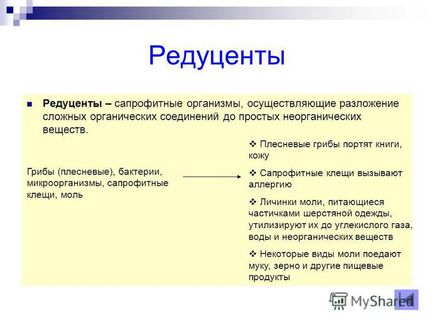 Prezentare pe tema apartamentului ca profesor ecologic de biologie al liceului din Mogilin din Tokarev