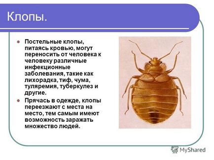 Prezentare pe tema animalelor - locuitori ai locuinței umane