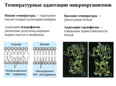 Презентація - огляд найважливіших абіотичних факторів середовища