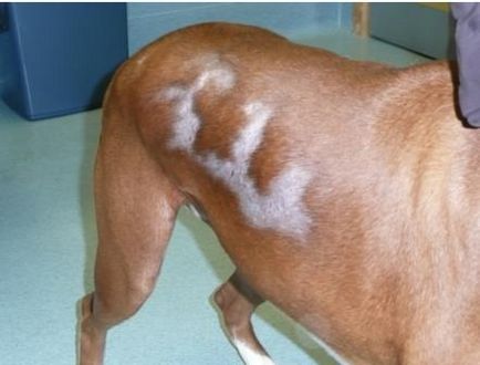 Причини гіперкератозу і потовщення шкіри у кішок і собак