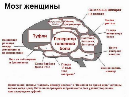 Приколи про мозок з чого складається мозок жінки, з чого складається мозок чоловіка, студента і блондинки