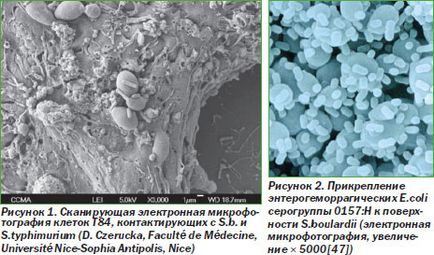 Застосування saccharomyces boulardii у дітей, інтернет-видання - новини медицини і фармації