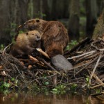 A természeti erőforrások, Kemerovo régió