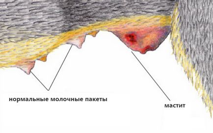 Prevenirea mastitei la pisici