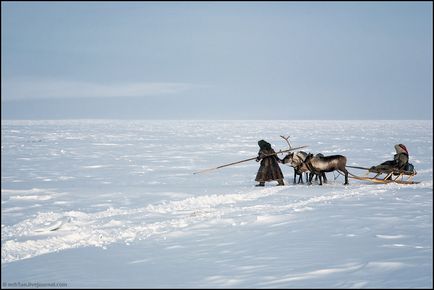 Călătorie spre Yamal (53 fotografii video), o doză de dispoziție