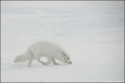 Călătorie spre Yamal (53 fotografii video), o doză de dispoziție