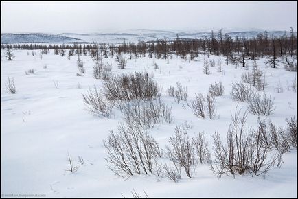 Călătorie spre Yamal (53 fotografii video), o doză de dispoziție