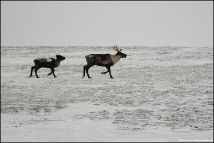 Călătorie spre Yamal (53 fotografii video), o doză de dispoziție