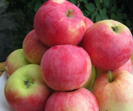 Ранні сорти яблунь огляд і опис кращих видів