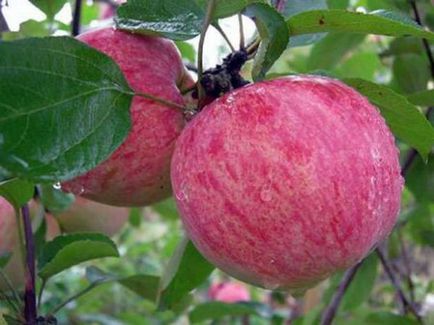 Ранні сорти яблунь огляд і опис кращих видів