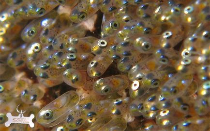 Reproducerea peștilor de acvariu într-o etapă de dezvoltare a unui prăjit și modalități de fertilizare