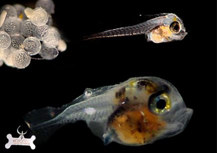 Reproducerea peștilor de acvariu într-o etapă de dezvoltare a unui prăjit și modalități de fertilizare