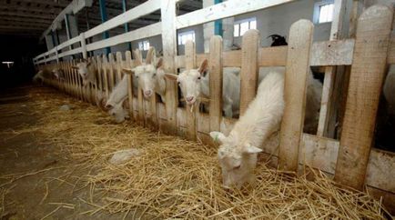 Tipurile principale de reproducție a caprinelor și caracteristicile portalului de afaceri - agricol