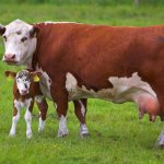 Tipurile principale de reproducție a caprinelor și caracteristicile portalului de afaceri - agricol