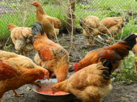 Tenyésztési csirkék otthon kezdőknek (videó)