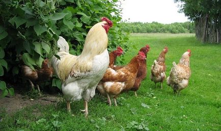 Tenyésztési csirkék otthon kezdőknek (videó)